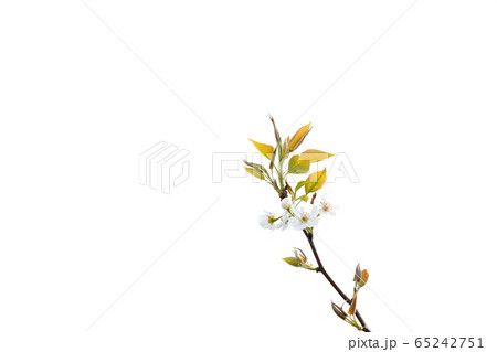 花 梨の花 梨花 65242751