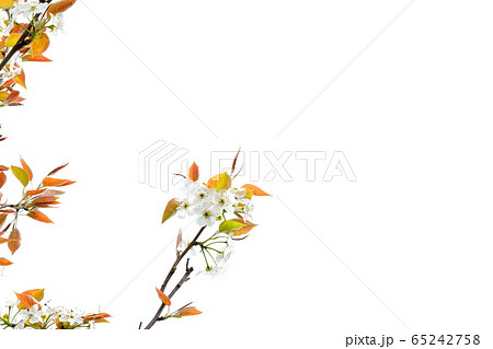 花 梨の花 梨花 65242758