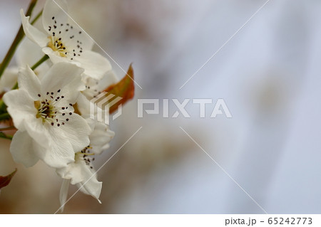 花 梨の花 梨花の写真素材