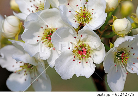 花 梨の花 梨花の写真素材
