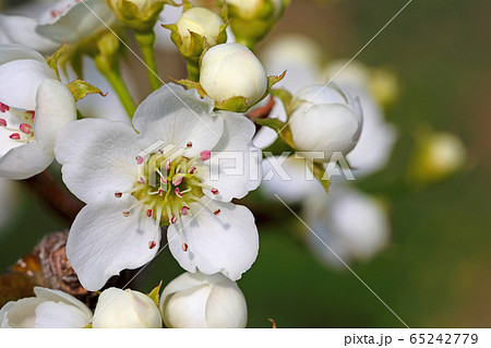 花 梨の花 梨花の写真素材