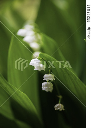 植物 植物 65243015