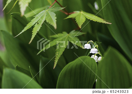 植物 植物 65243023