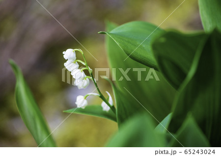 植物 植物 65243024