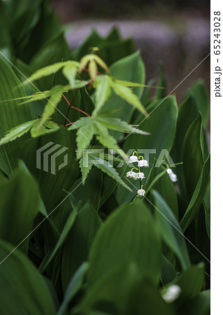 植物 植物 65243028