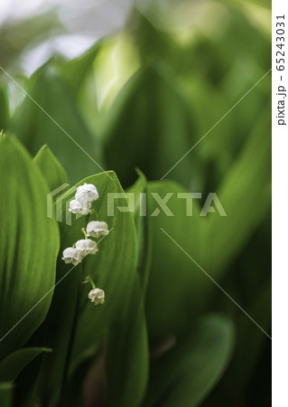 植物 植物 65243031