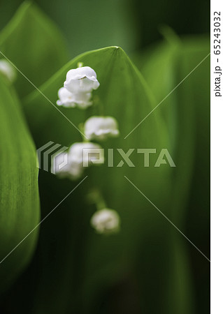 植物 植物 65243032