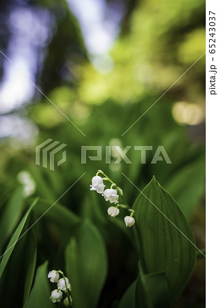 植物 植物 65243037