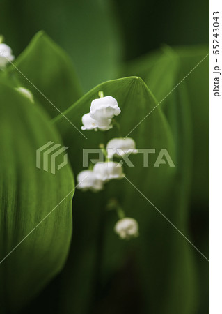 植物 植物 65243043