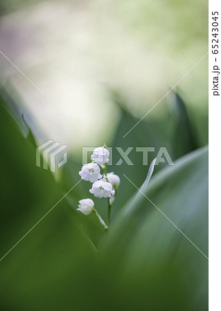 植物 植物 65243045