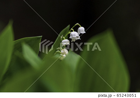 植物 植物 65243051