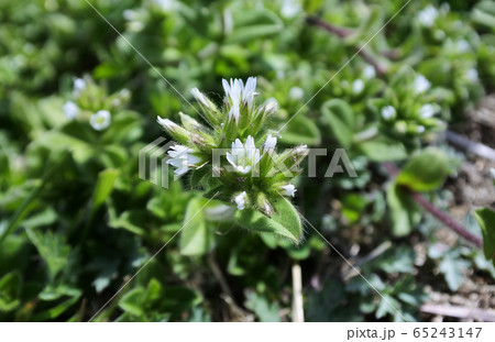 オランダミミナグサ　白い花のかたまり 65243147