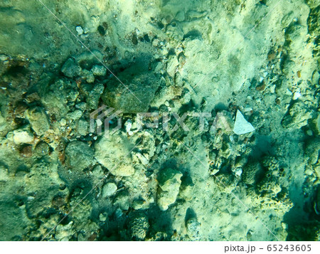 Texture of stones, earth, seabed with coral 65243605