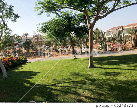 Beautiful park with tropical beautiful natural Beautiful park with tropical beautiful natural 65243872