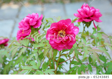 牡丹の花 牡丹の花 65243885
