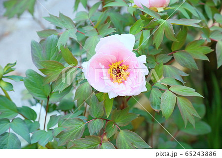 牡丹の花 65243886