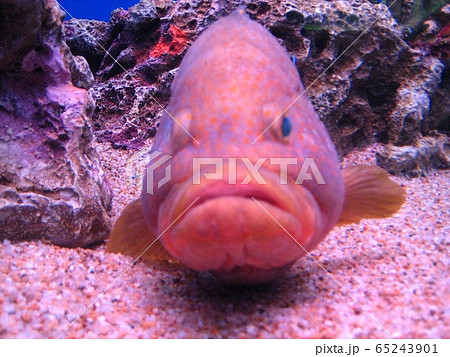 たらこ唇な魚の写真素材