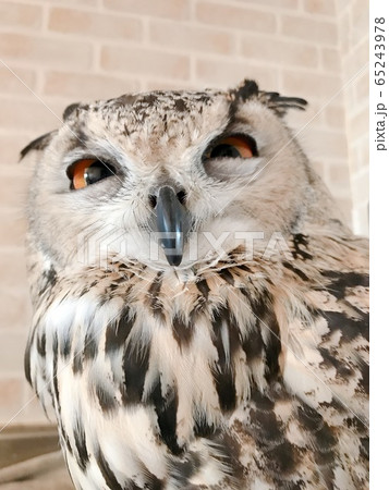 ふくろうアップ ふくろうアップ 65243978