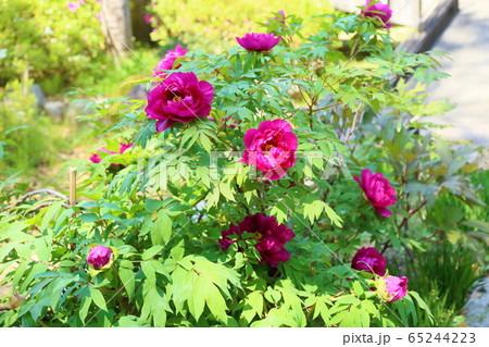 牡丹の花 牡丹の花 65244223