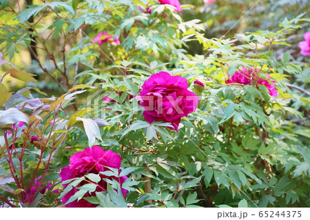牡丹の花 牡丹の花 65244375