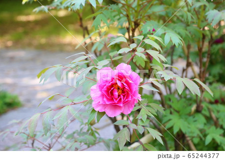 牡丹の花 牡丹の花 65244377