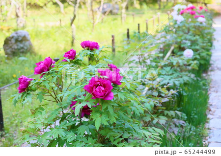 牡丹の花 牡丹の花 65244499