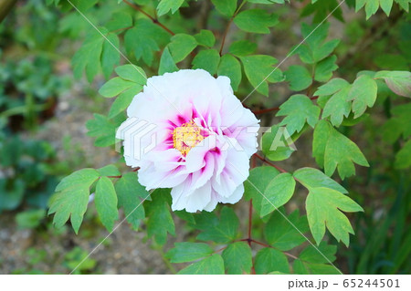 牡丹の花 牡丹の花 65244501