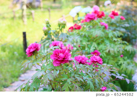 牡丹の花 牡丹の花 65244502