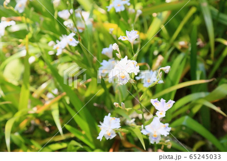 シャガの花 65245033