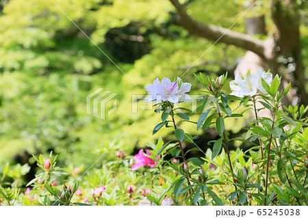 ツツジの花 65245038