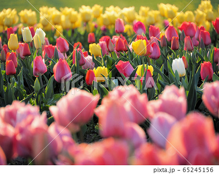遠賀川河川敷のチューリップ畑 遠賀川河川敷のチューリップ畑 65245156