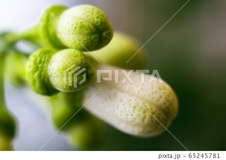 Close up view of several tiny lemons. Closed Close up view of several tiny lemons. Closed 65245781