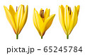 Beautiful blooming lily on a white background. 65245784