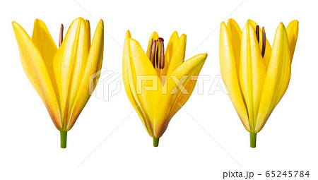 Beautiful blooming lily on a white background. Beautiful blooming lily on a white background. 65245784