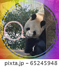 パンダ 65245948