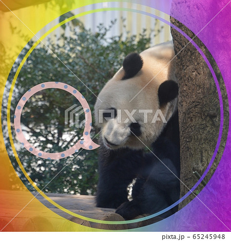 パンダ 65245948