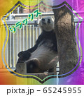 パンダ 65245955