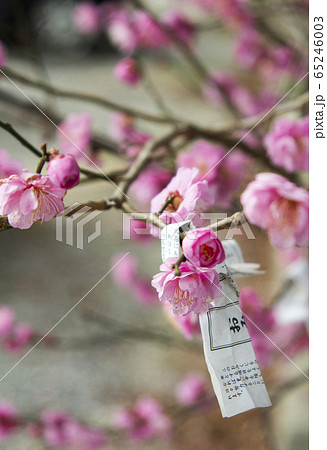 おみくじと梅の花 おみくじと梅の花 65246003