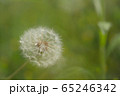 タンポポ綿毛１ 65246342