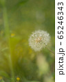 タンポポ綿毛２ 65246343