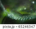滴と蜘蛛の巣２ 65246347
