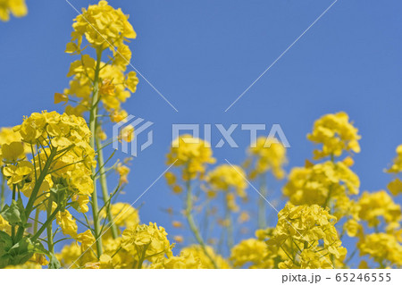 福ふくの里の菜の花 65246555