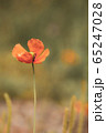 ナガミヒナゲシ 65247028