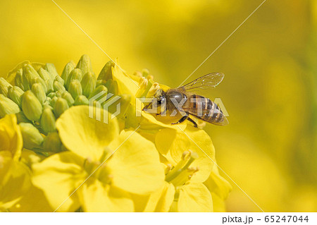 福ふくの里の菜の花 65247044