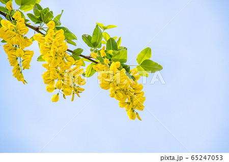 青空に映えるラバ－ナムの花　　バンク－バ－　ブリティッシュコロンビア　カナダ　 65247053