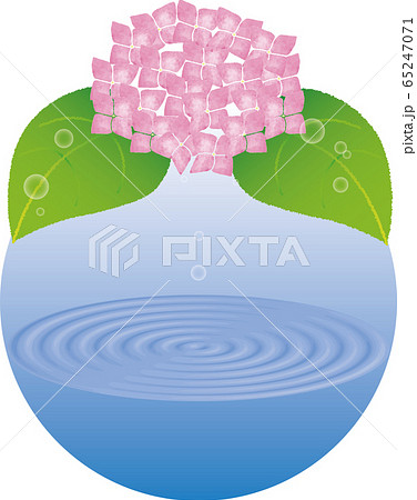 紫陽花01 01 6月 梅雨 季節の花 アジサイ 水面 水滴 波紋 のイラスト素材