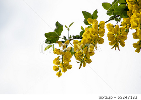 キングサリの黄色い花 バンク バ ブリティッシュコロンビア カナダ の写真素材