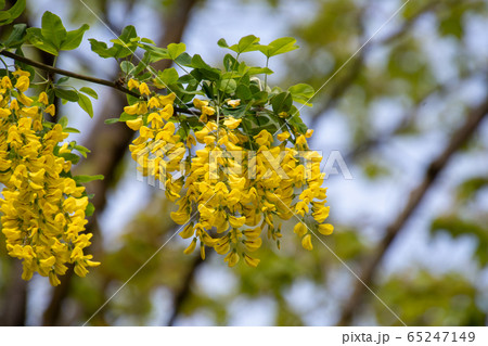 今年は早咲きのキングサリの花 バンク バ ブリティッシュコロンビア カナダ の写真素材