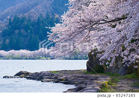 海津大崎の桜2020 65247165