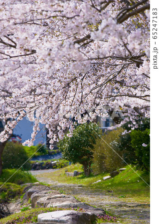 海津大崎の桜2020 65247183